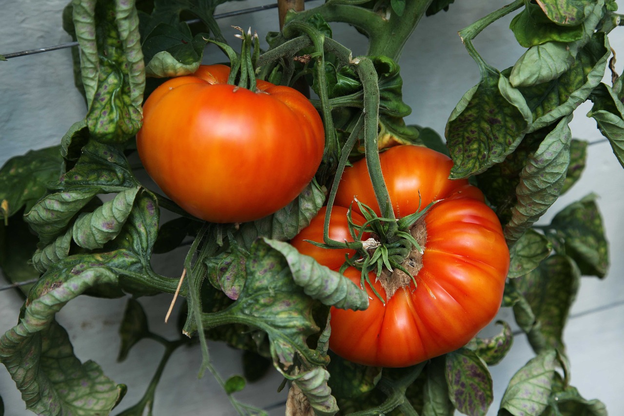 Beefsteak Tomatoes